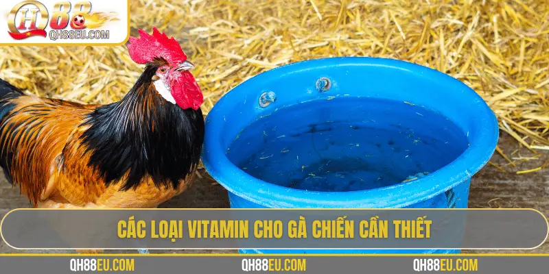 Các loại vitamin cho gà chiến cần thiết